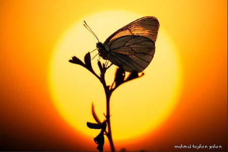 Butterfly & Sunset